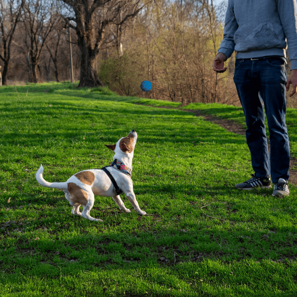 Active dog fetches ball during outdoor play.