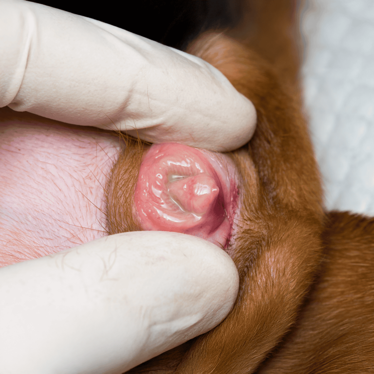 Close-up of a veterinarian inspecting a dog's ear for signs of infection or health issues.