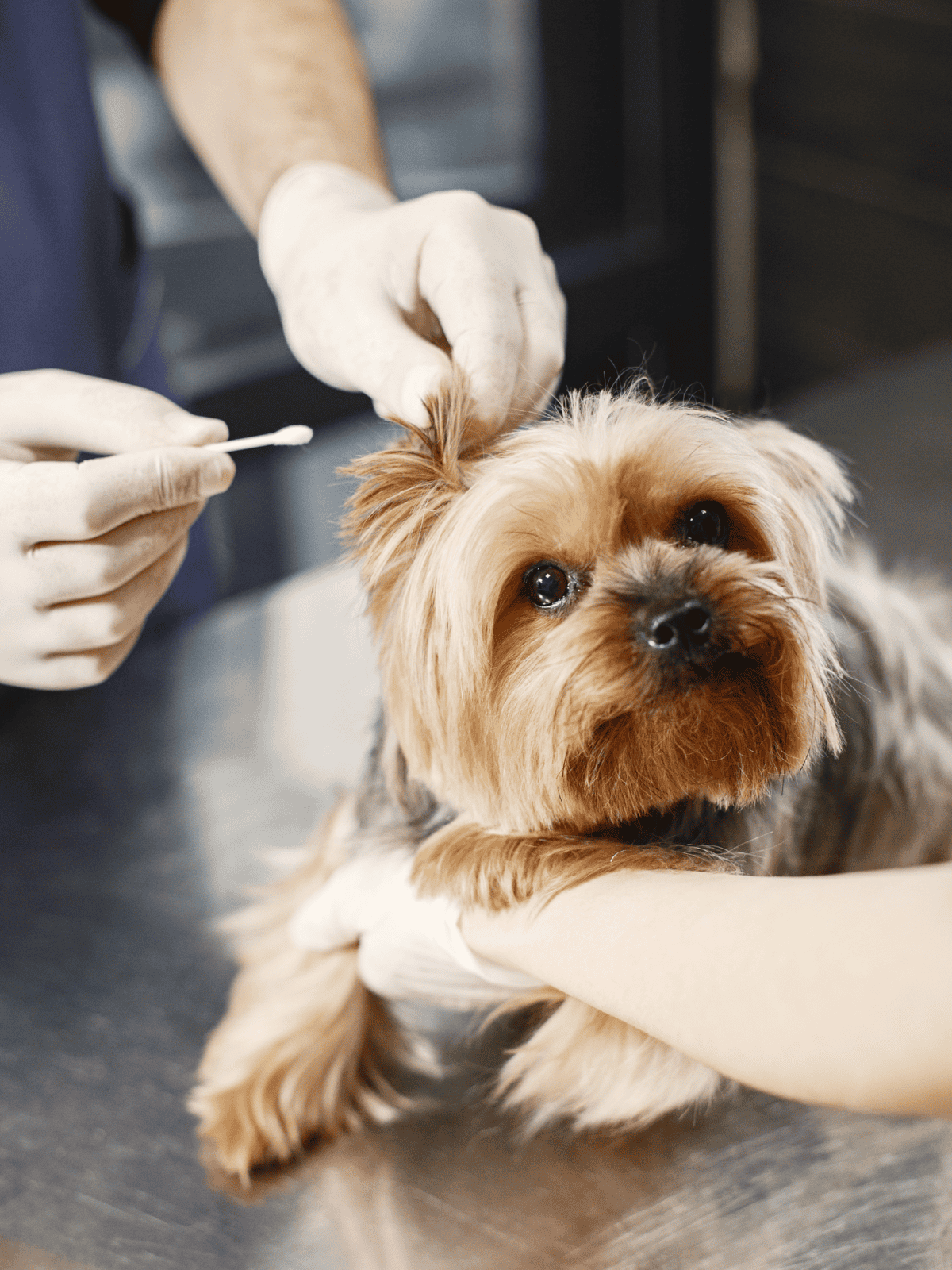 Close-up of dog getting vaccinated by vet, veterinary care for small dog.