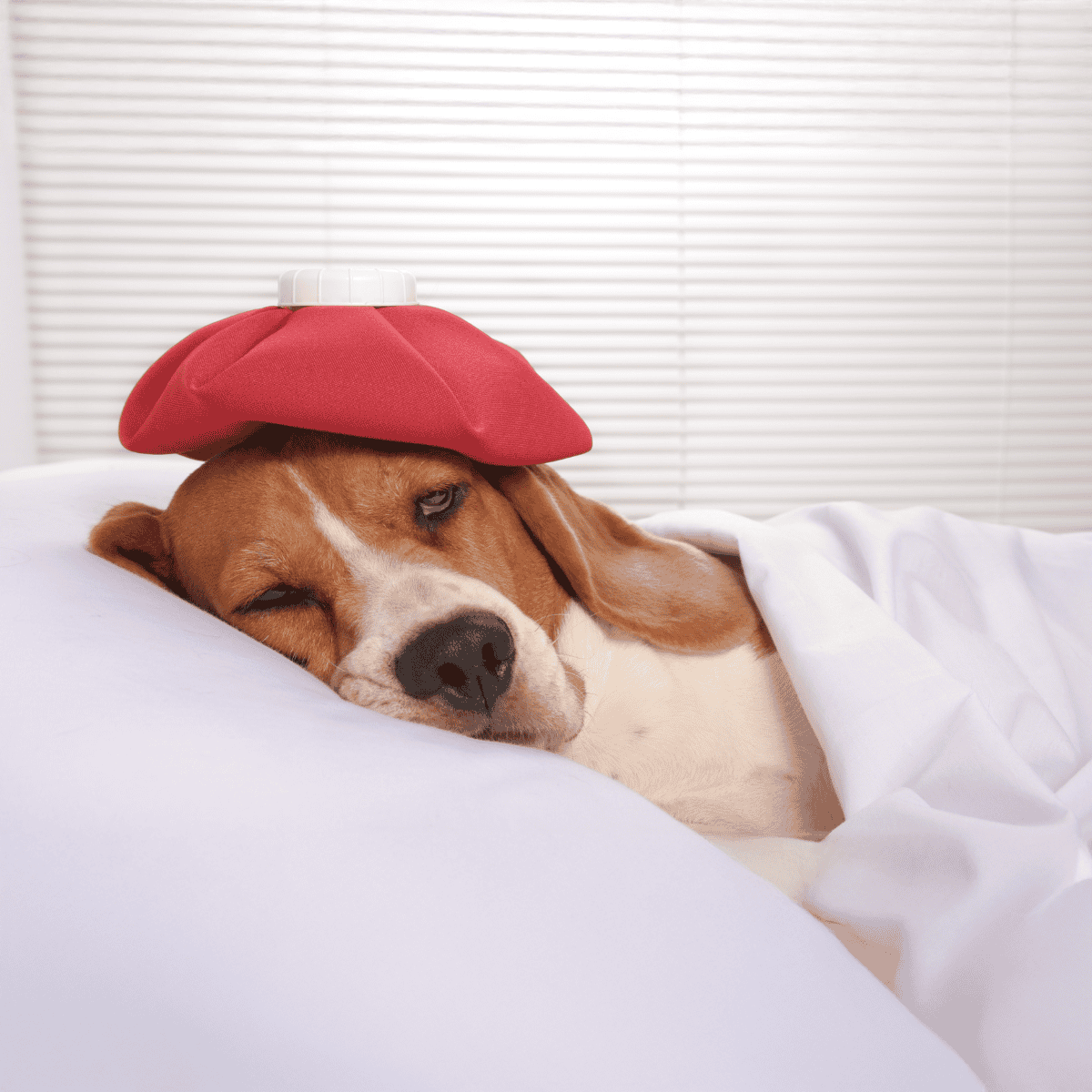 Dog with hot/cold therapy pack on head, resting peacefully.