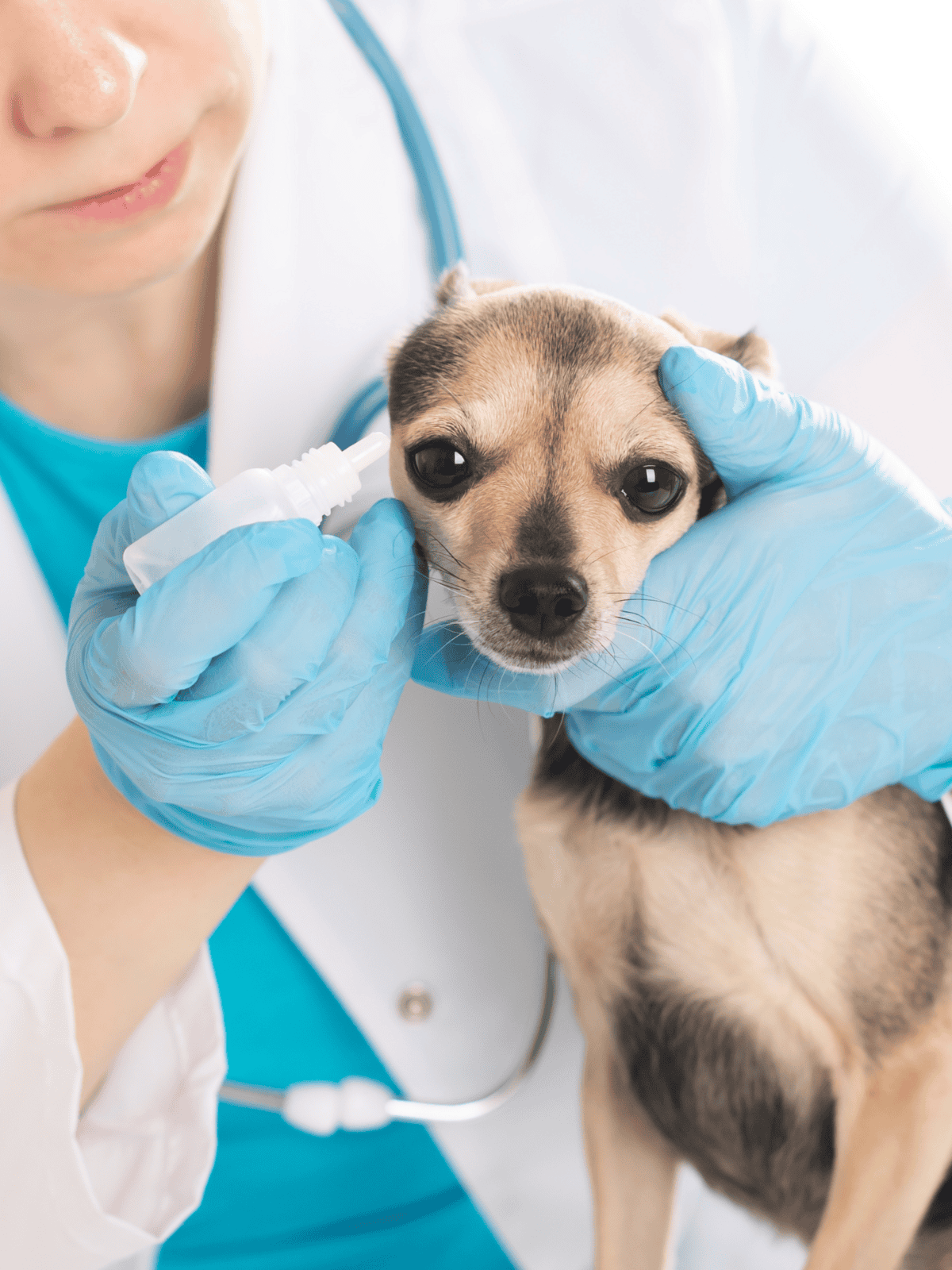 Close-up of a young dog receiving a vaccine shot from a veterinarian with blue gloves, health and wellness for pets.