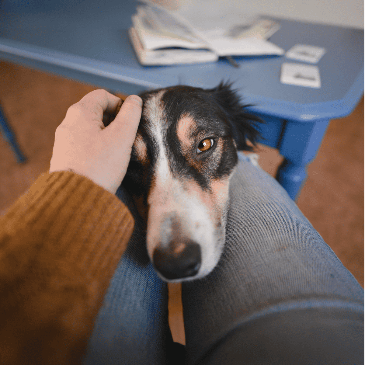 Friendly, professional dog grooming and veterinary services for your pet's health and happiness.