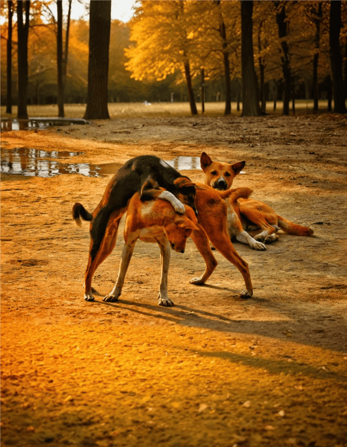 Playful puppies resting in autumn park setting with trees and colorful leaves.