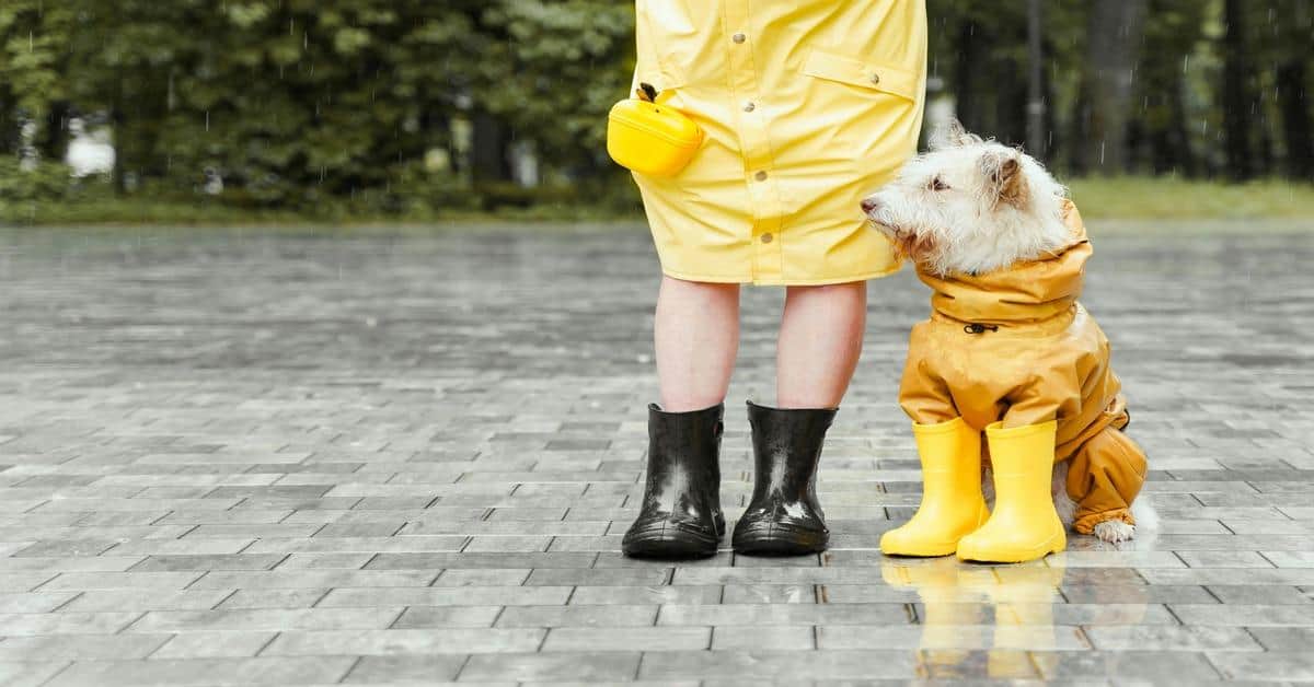 Dog wearing yellow raincoat and rain boots.