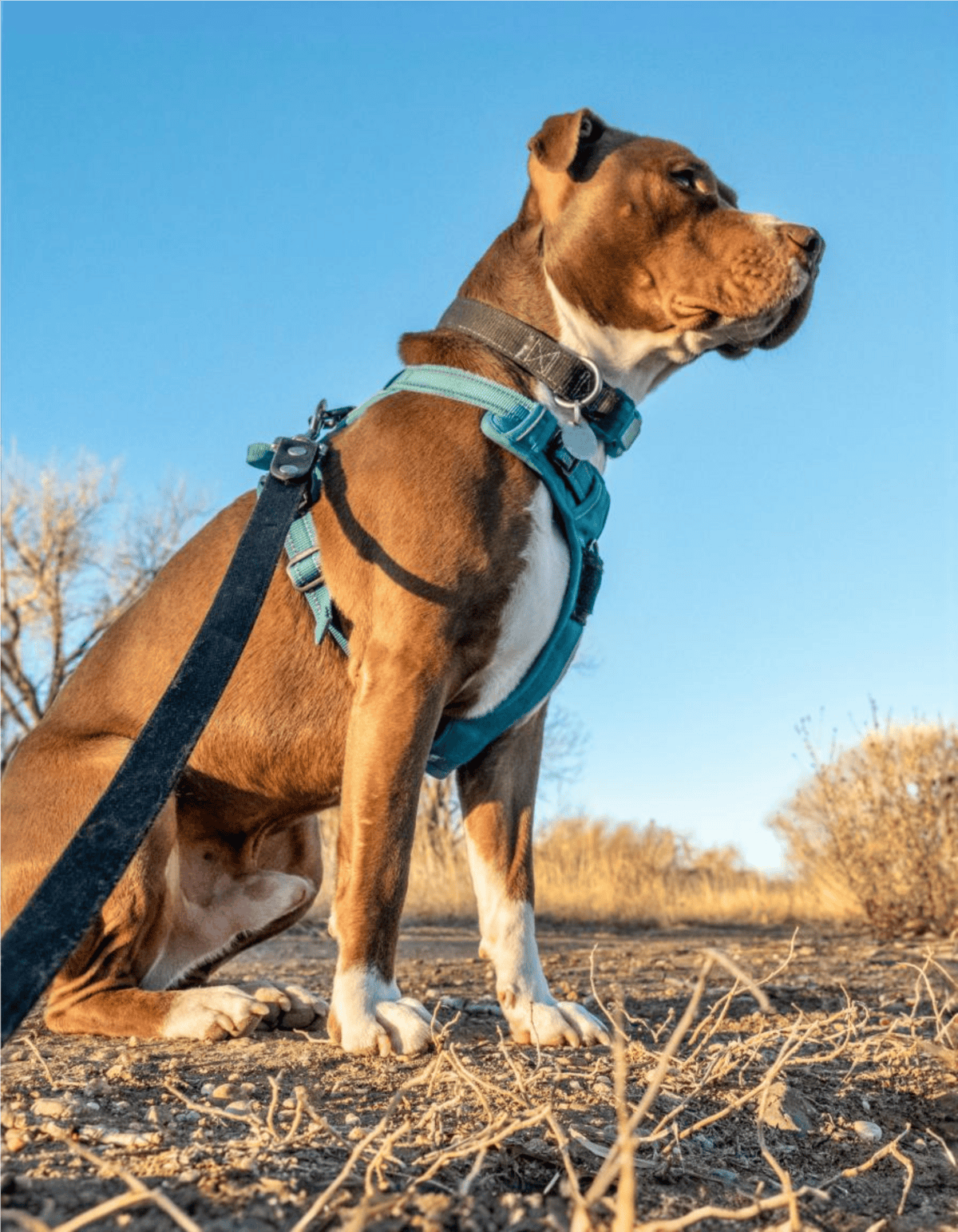Dog tracking harness for outdoor adventures, durable and comfortable for hikes and walks.