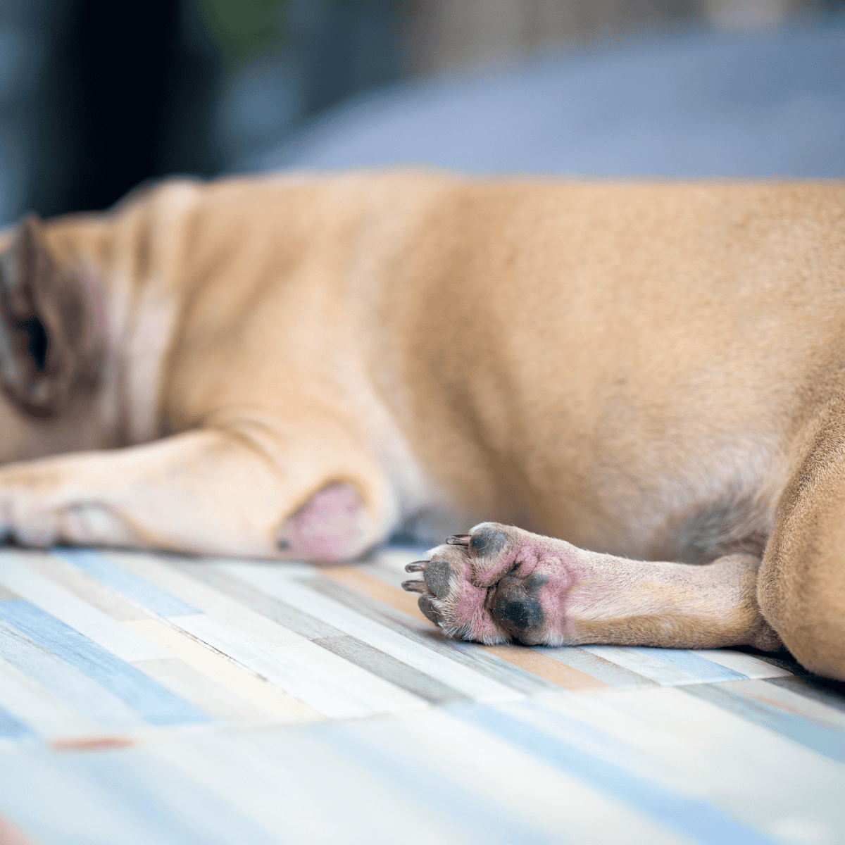 Close-up of a sleeping dog’s paw and body, highlighting comfort and tranquility.