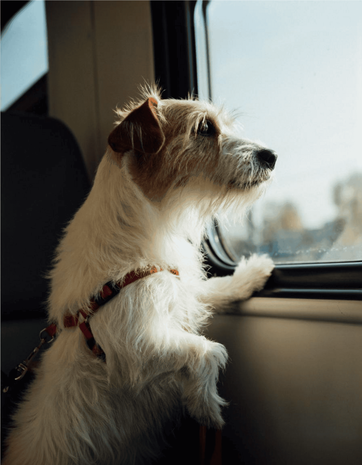 Adorable dog looking out the window, enjoying travel moments.