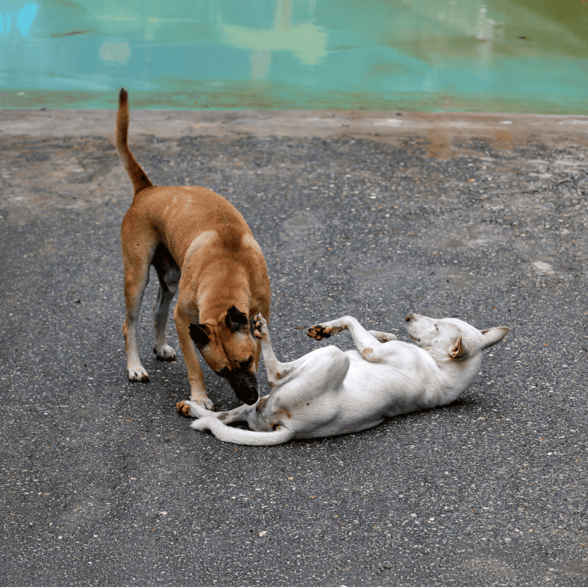 Adorable dogs bonding and having fun outdoors.
