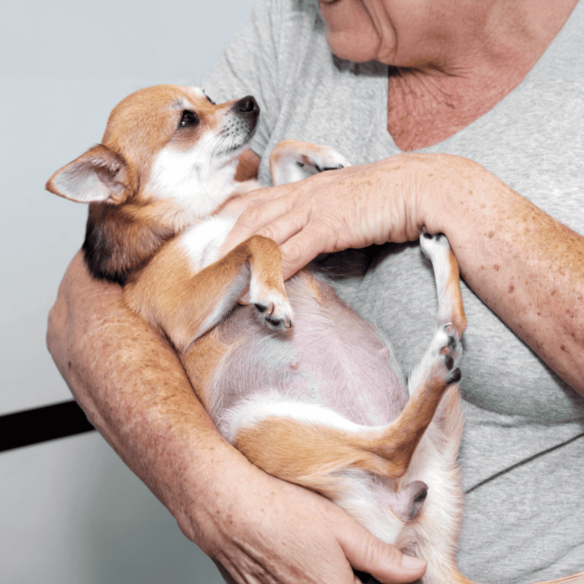 Caring for a lovable puppy with Heartfelt veterinarian care and dog fostering services.