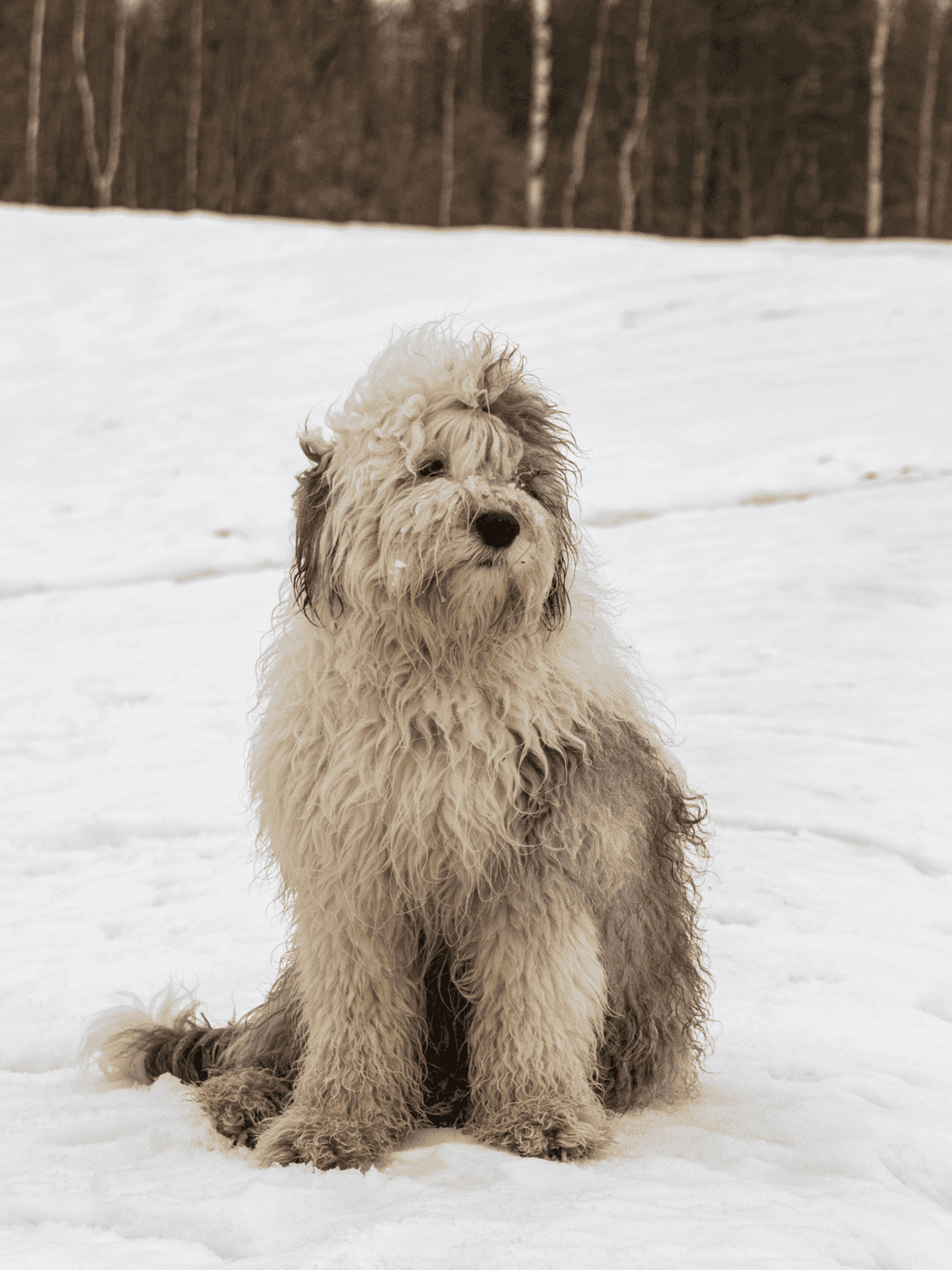 Dog sitting in snowy landscape with curly fur, outdoor winter scene, adorable pet.