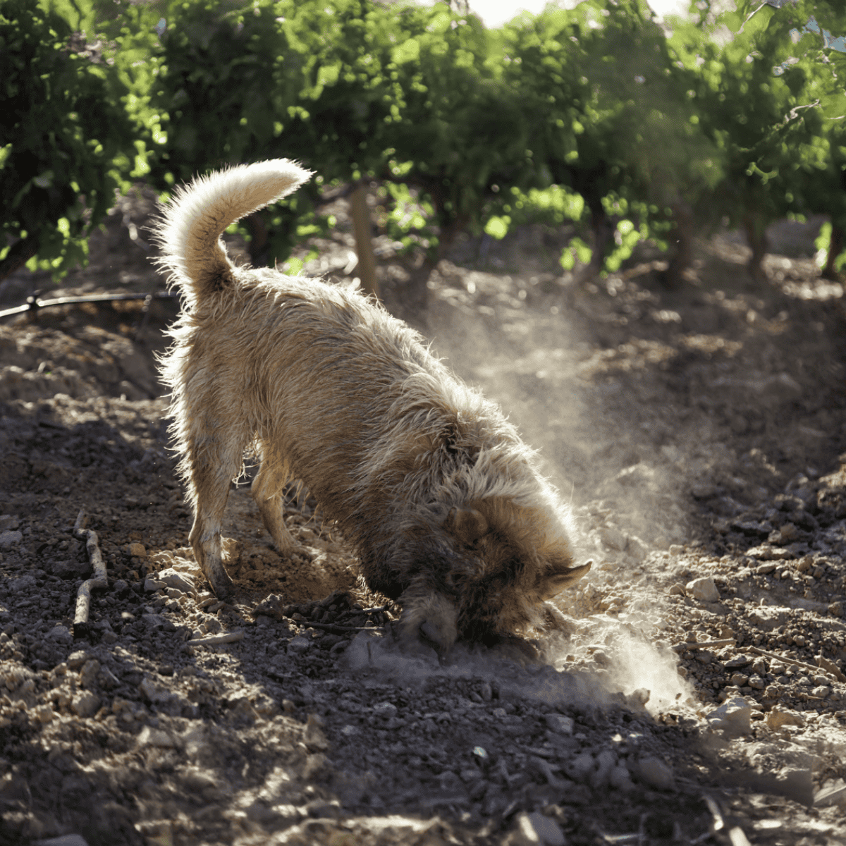 Dog digging in the soil outdoors on a farm, showing active, curious dog behavior.