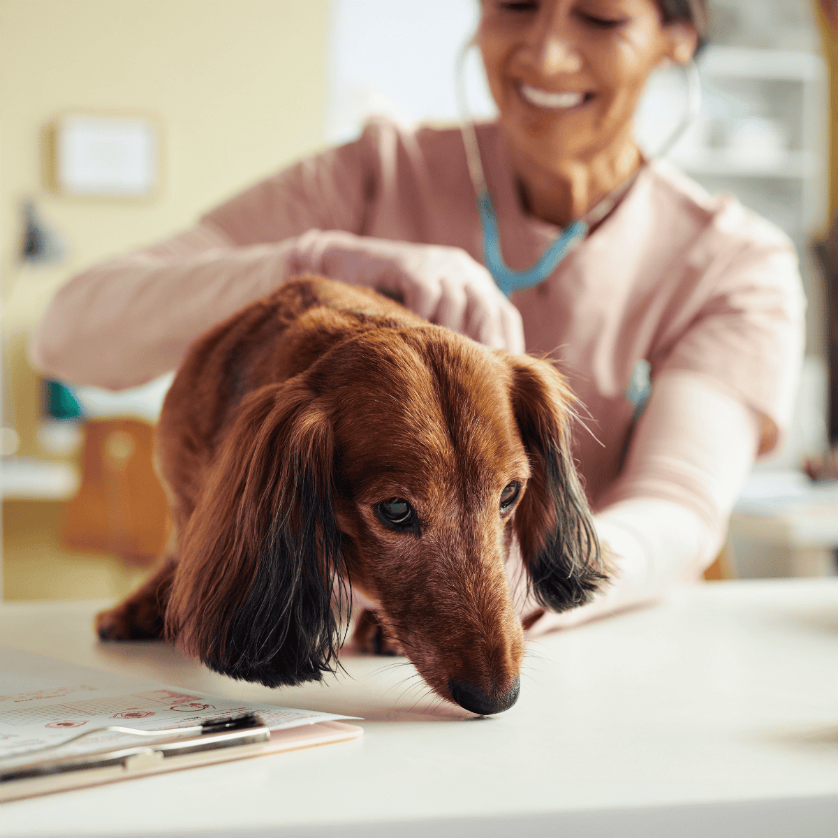 An image of a veterinarian examining a long-haired dachshund dog at a clinic, emphasizing pet health and veterinary services.