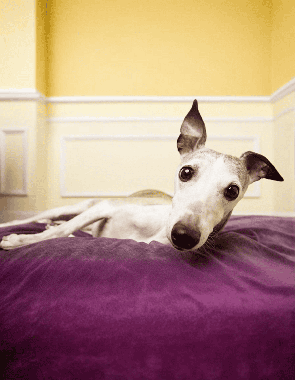 Adorable Whippet lying on purple bedspread with curious expression in a home setting.
