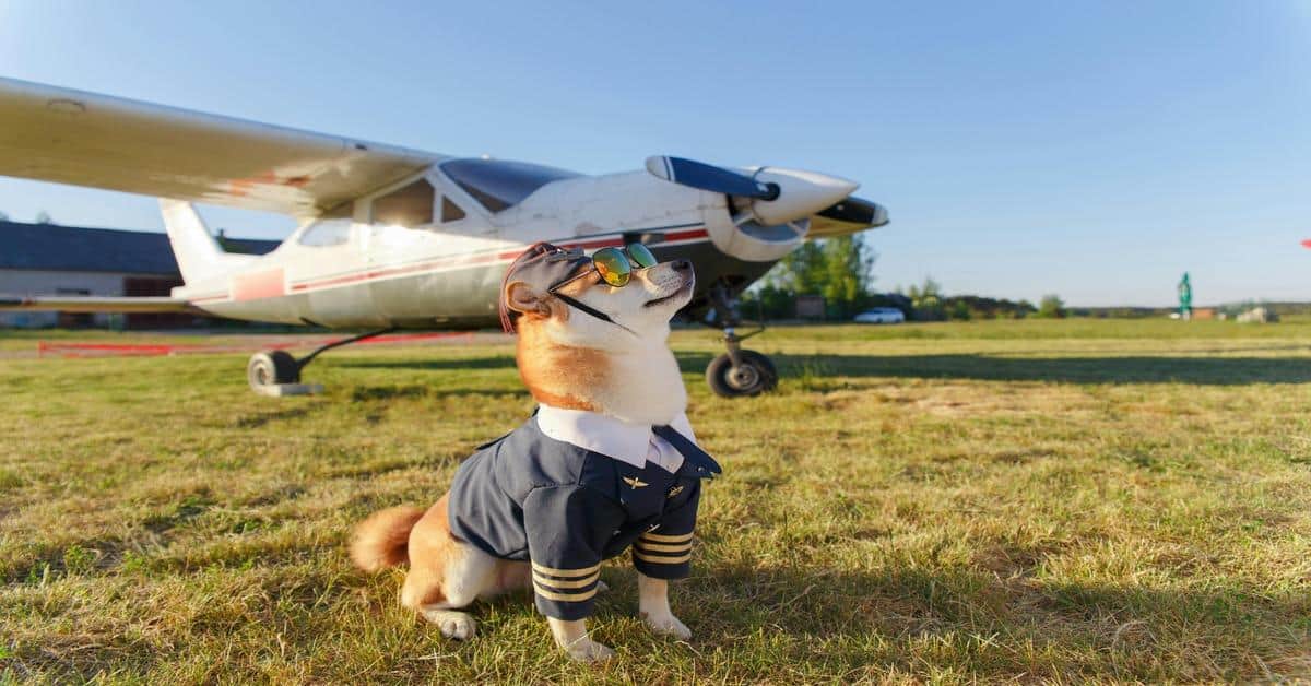 Cute dog dressed as a pilot with sunglasses near small plane.