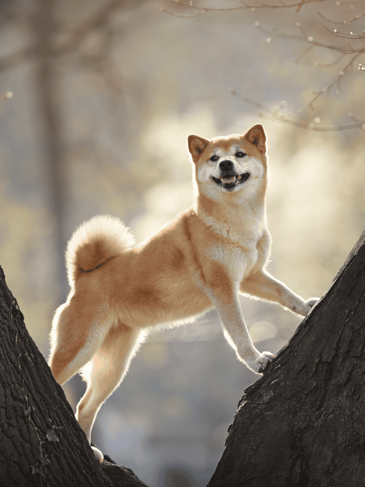 Playful Shiba Inu dog enjoying outdoor exploration, climbing tree in a scenic park setting.