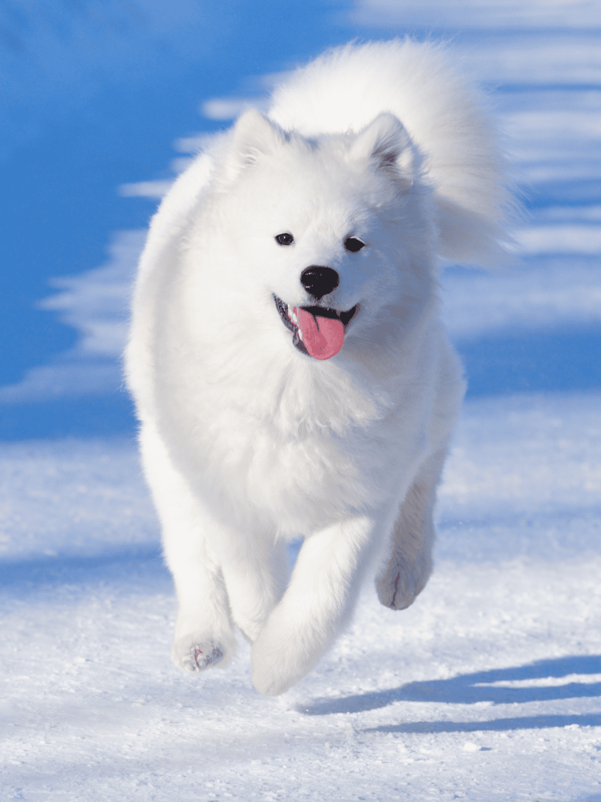 Happy white dog running through snow.
