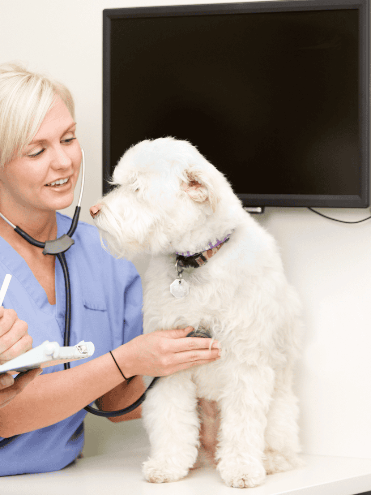 Veterinarian examining a fluffy white dog at the clinic.