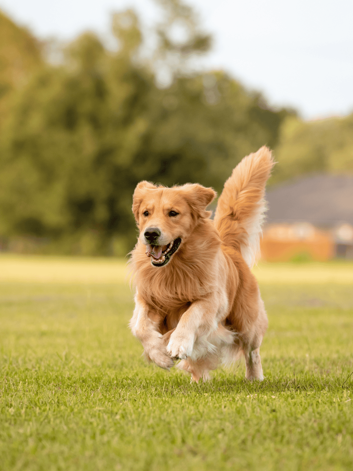 Happy Golden Retriever puppy playing in lush green park.