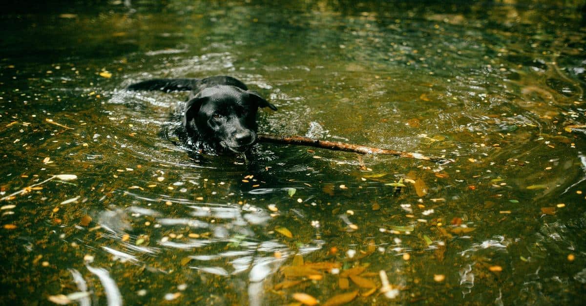 Dog swimming in a natural outdoor pond with water and autumn leaves.