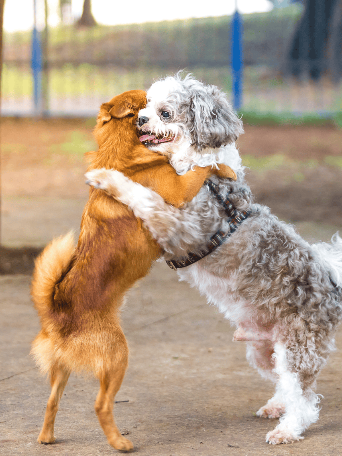 Adorable dogs embrace during playtime at the dog park.