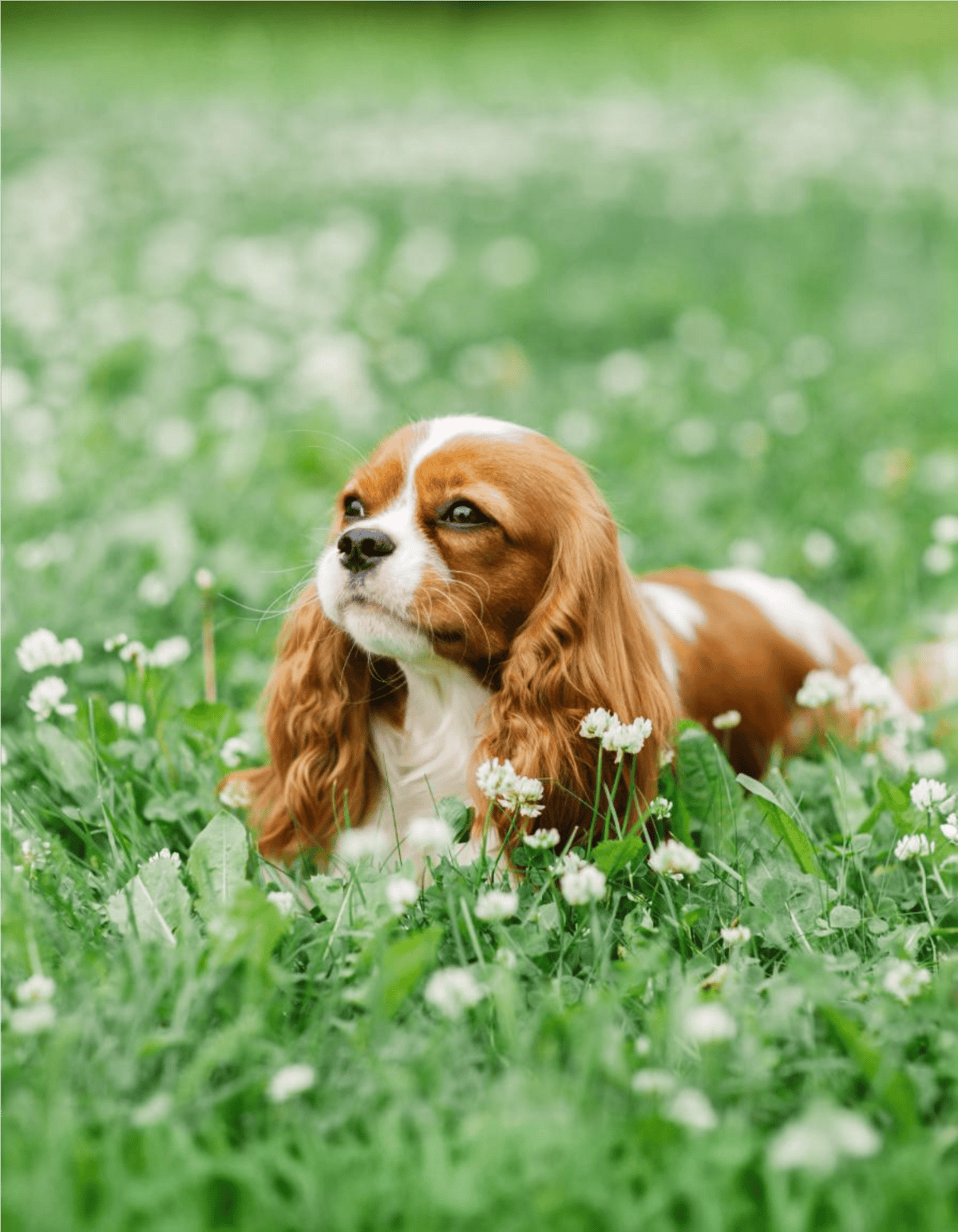 Adorable dog lying in lush green grass with white clover flowers, enjoying outdoor nature and fresh air.