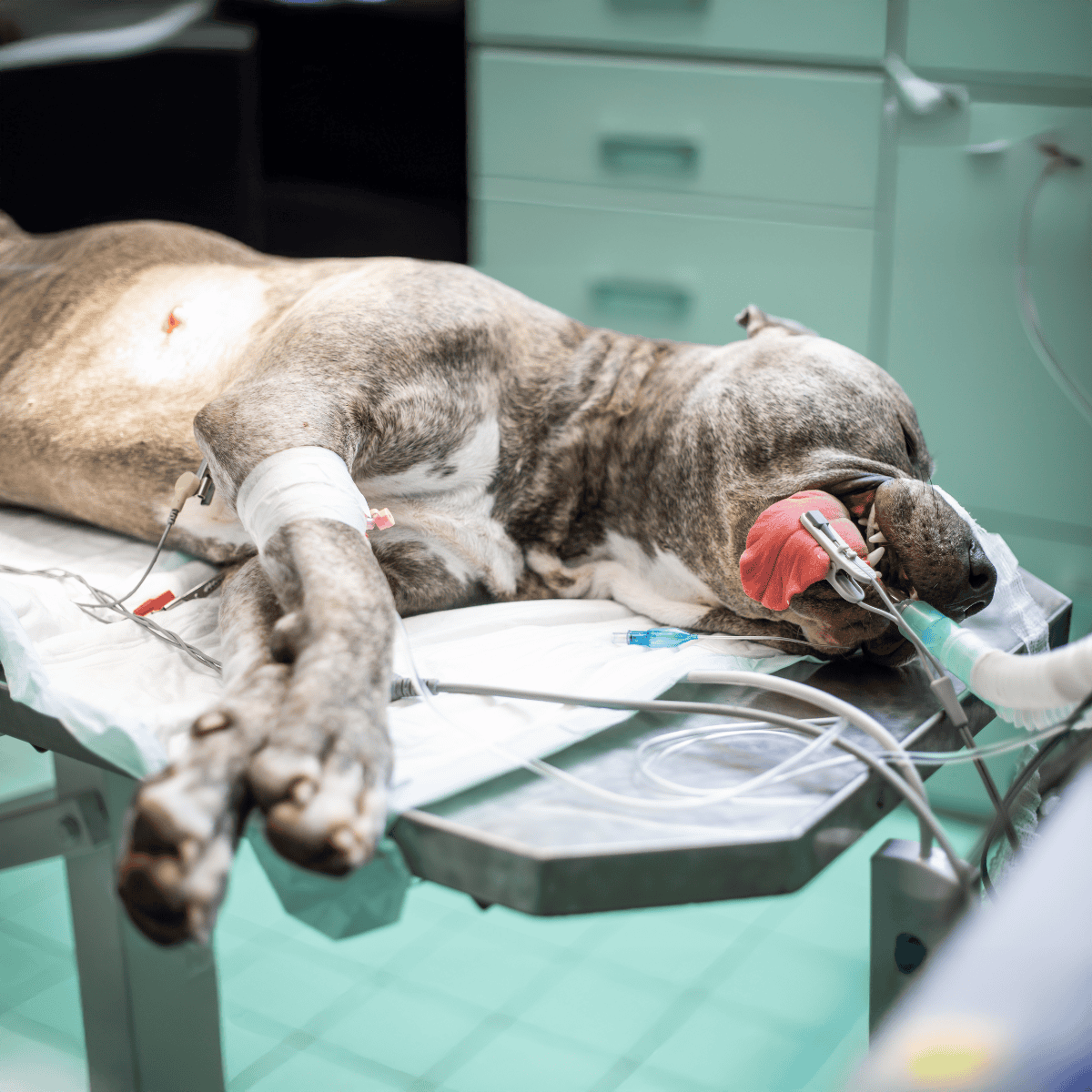 Vet dog anesthesia during emergency surgery on a large breed dog in a clinical setting.