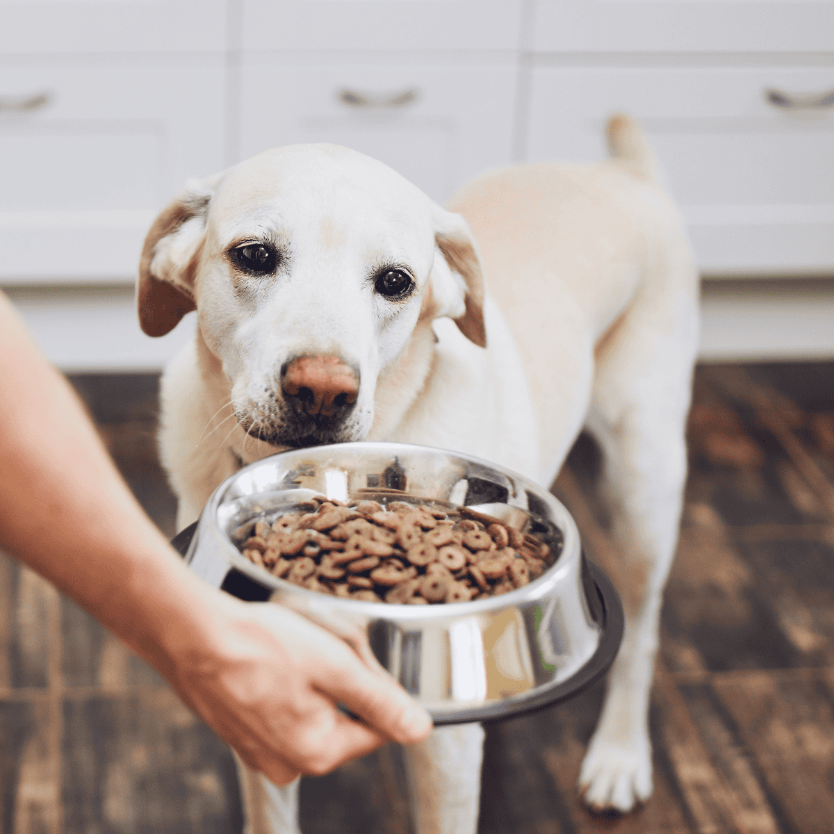 Dog feeding with healthy food bowl.
