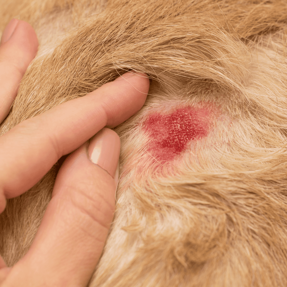 Red, inflamed skin on a dog's belly for allergy or dermatitis treatment.