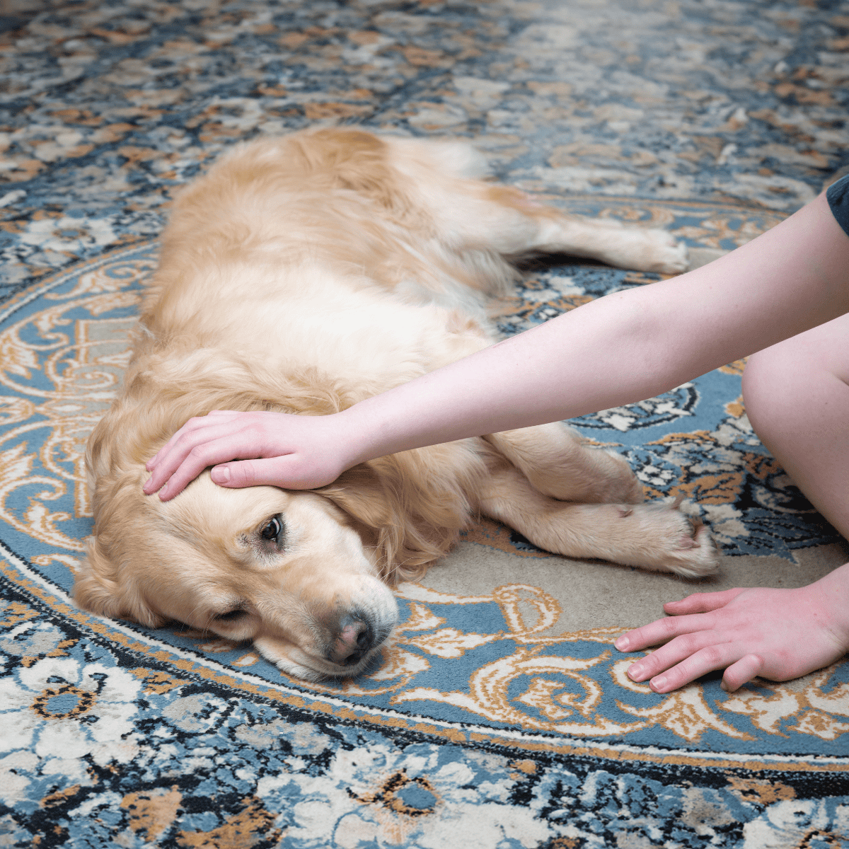 Dog lying on a patterned rug with a person's hand gently petting its head.