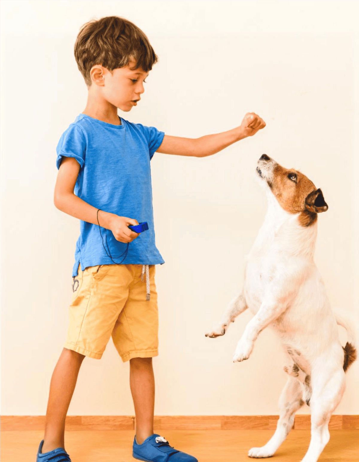 Young boy training Jack Russell terrier, dog obedience, behavior management, pet training, dog behavior correction.