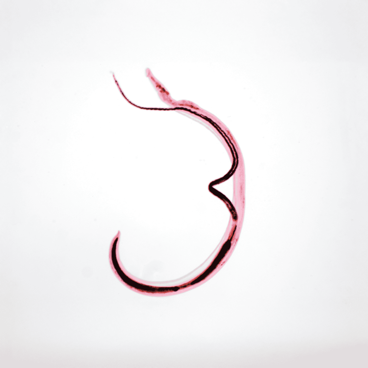 Detailed view of a veterinary surgical hook in pink and black on a white background.