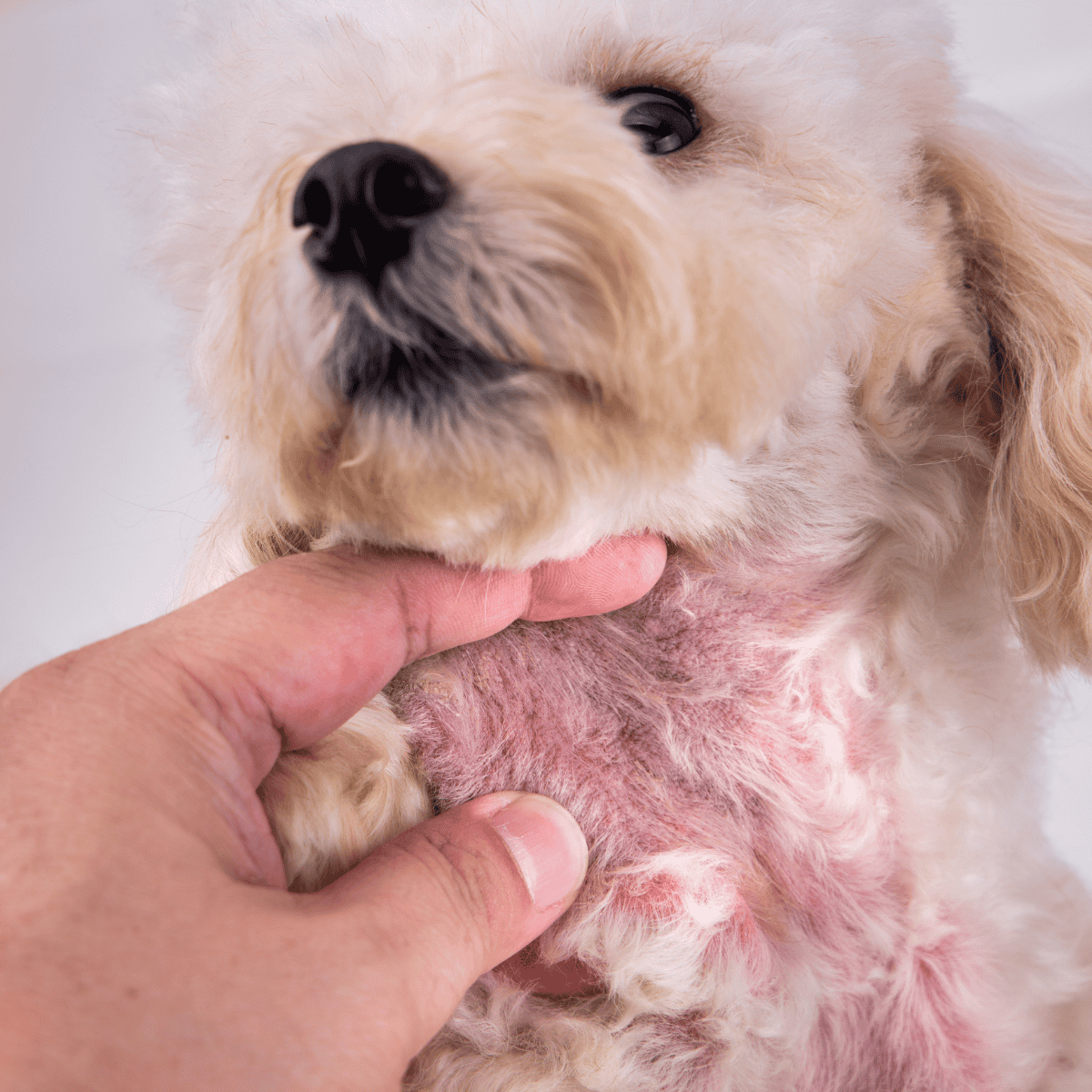 Close-up of a person examining a dog's skin health.