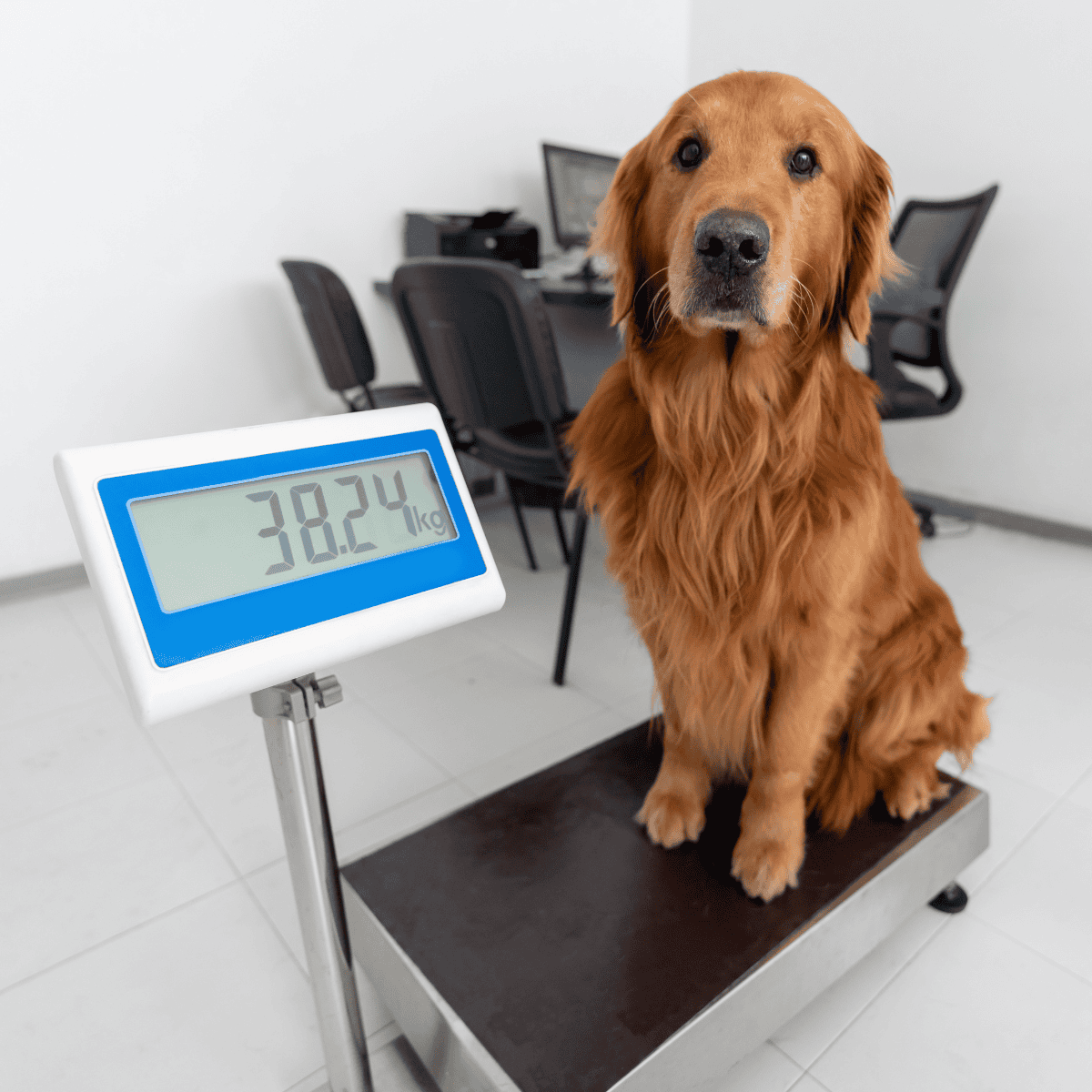 Image showing a golden retriever on a pet scale at the vet, emphasizing pet health and weight management.