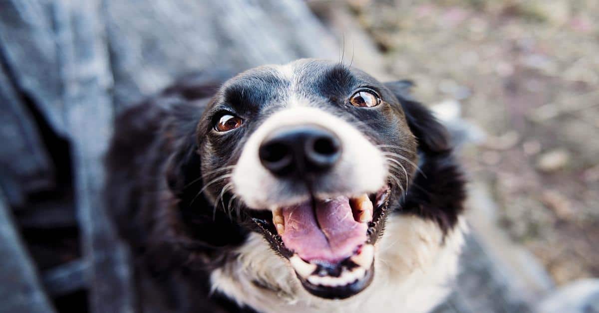 Close-up of happy Border Collie dog with bright eyes and open mouth outdoors.