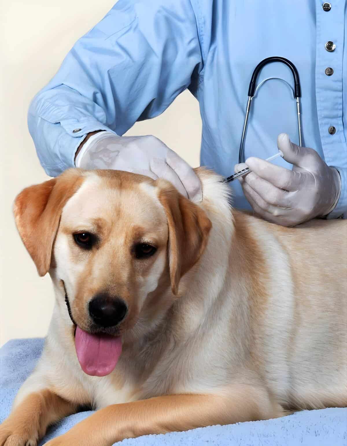 Healthy dog receiving vaccine injection from veterinarian.