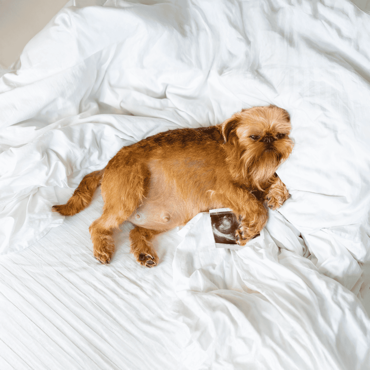 Dog ultrasound scan on white bedding, veterinarian, health check for pet dog.