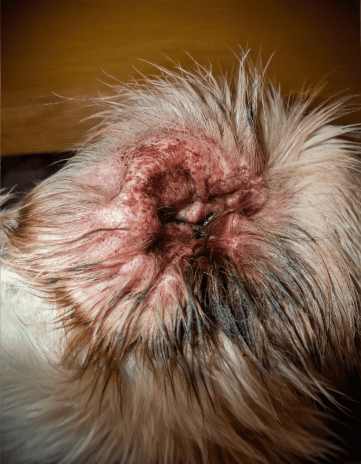 Close-up of a dog's inflamed and infected skin around the ear showing redness and irritation.