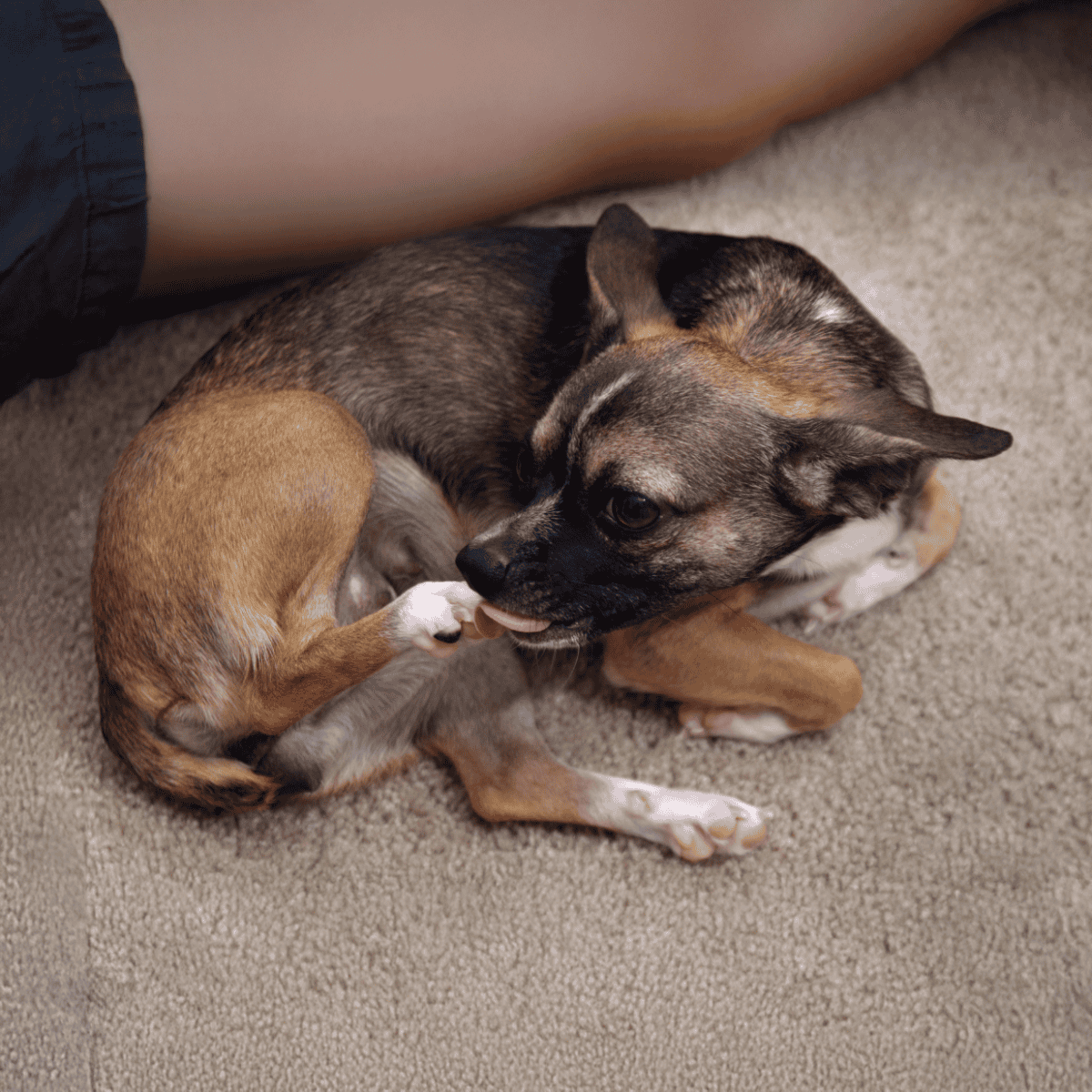 Alleviate stress with cute, cuddly puppy and kitten interaction. Perfect for pet lovers!.