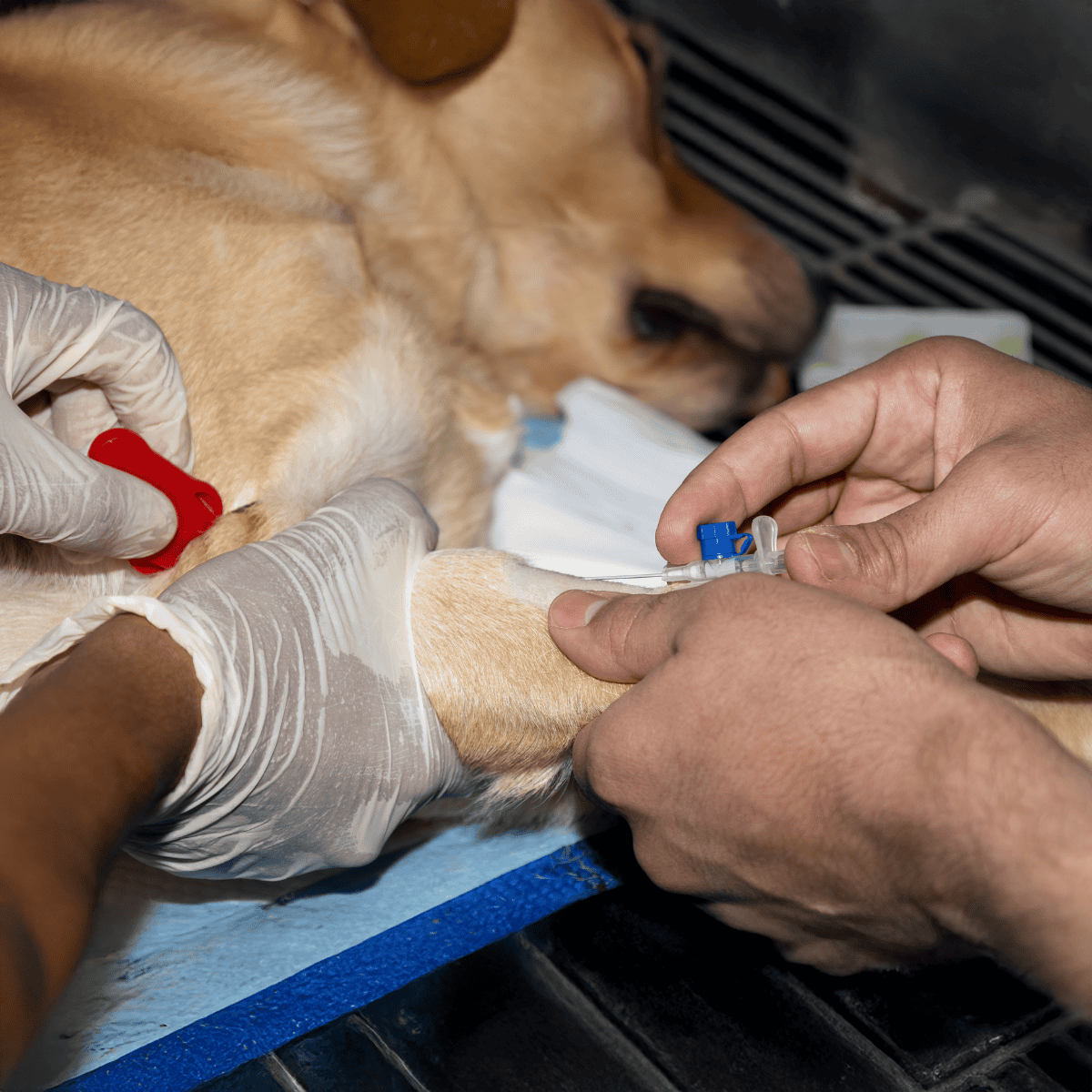 Close-up of a dog receiving a vaccination shot from a veterinarian.