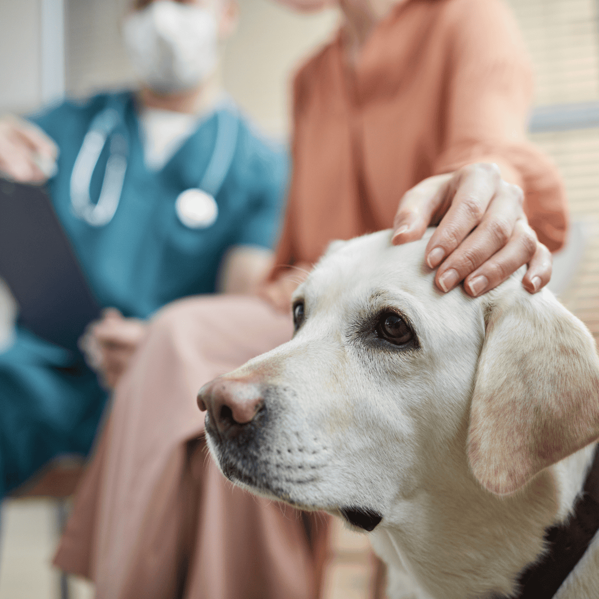 Dog allergy and wellness care at vet clinic.