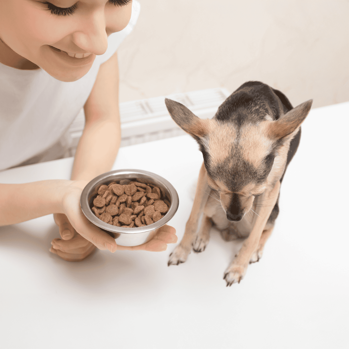 Dog eating pet food from bowl, feeding healthy dog diet, nourishing carnivore.
