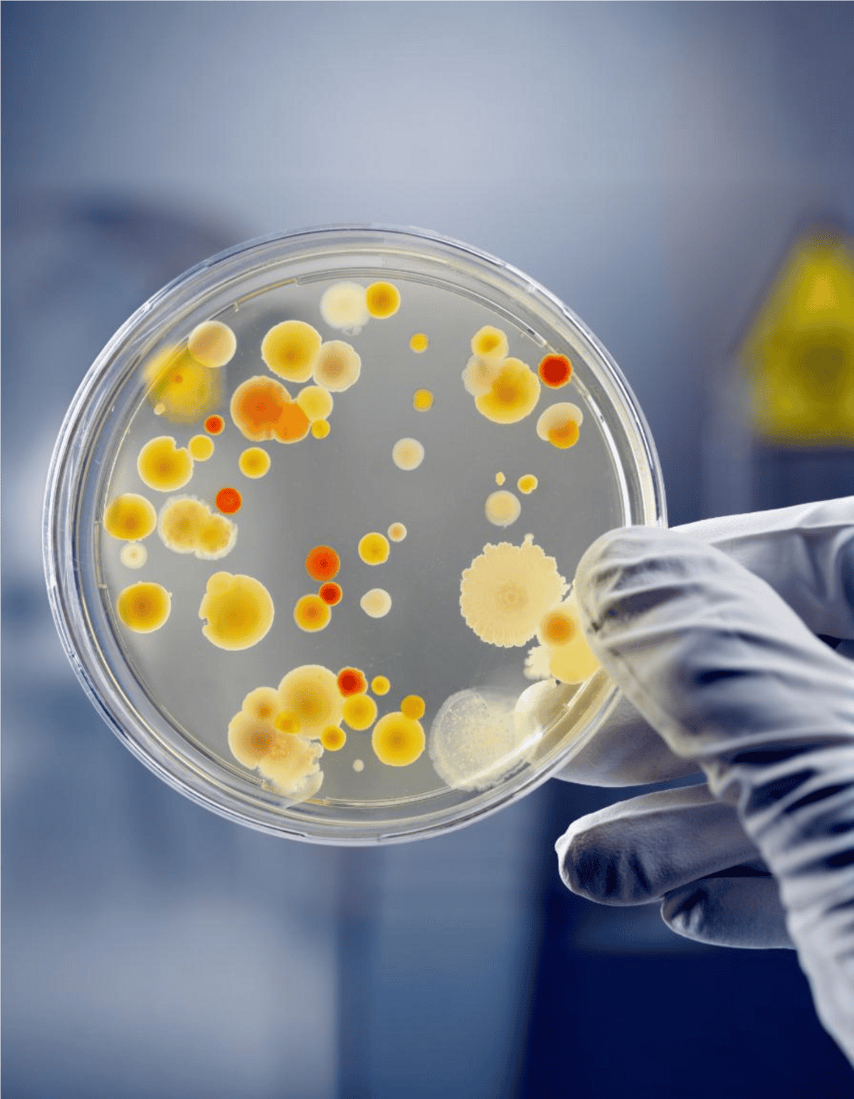 Close-up of a petri dish showing bacterial colonies, used for pet microbiome diagnostics and testing.
