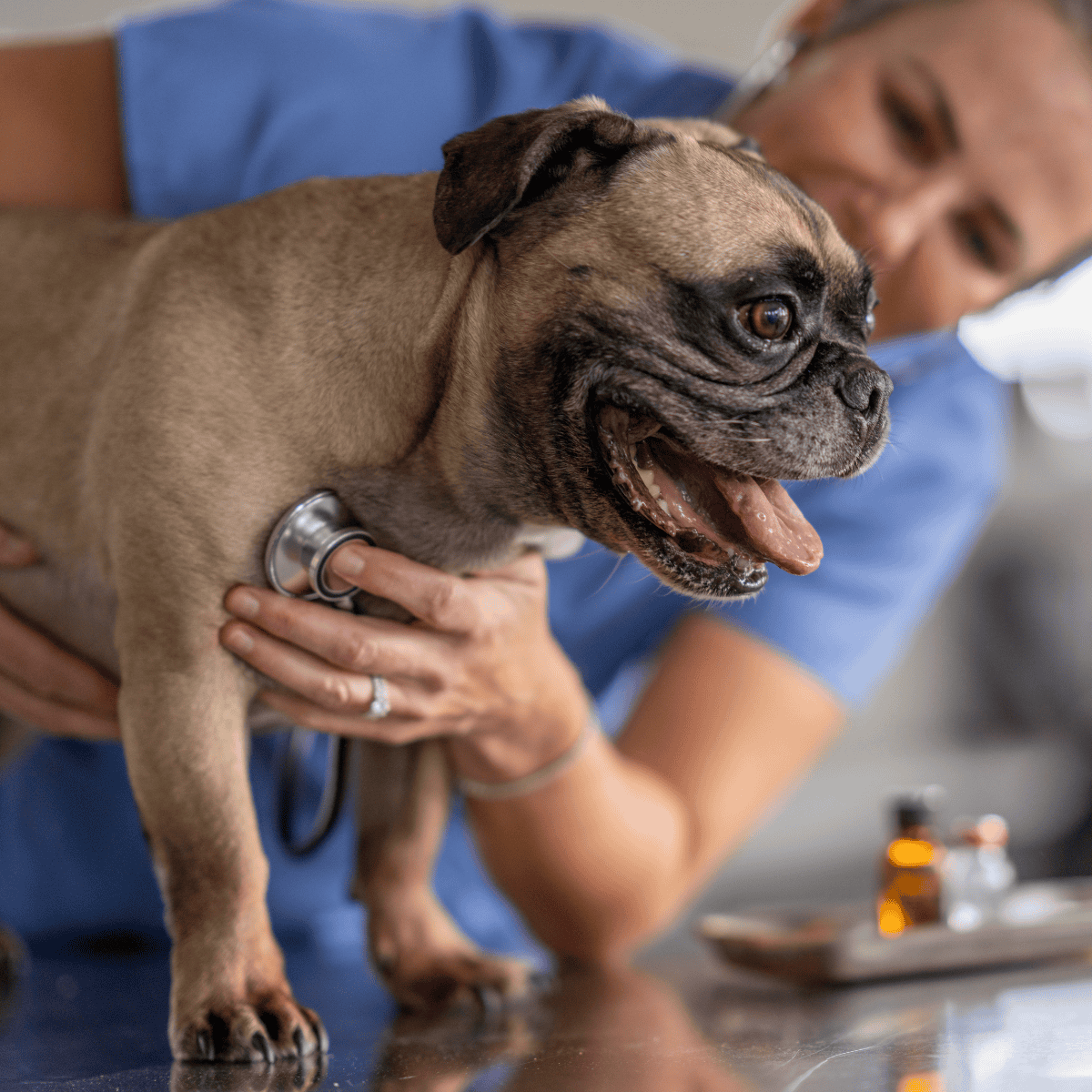Dog health checkup and veterinary consultation.