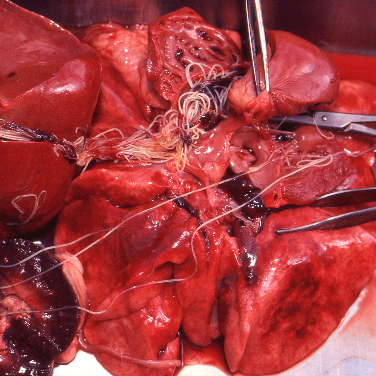 Alt: Close-up of a dog’s kidney surgery with surgical tools removing stones for pet health.