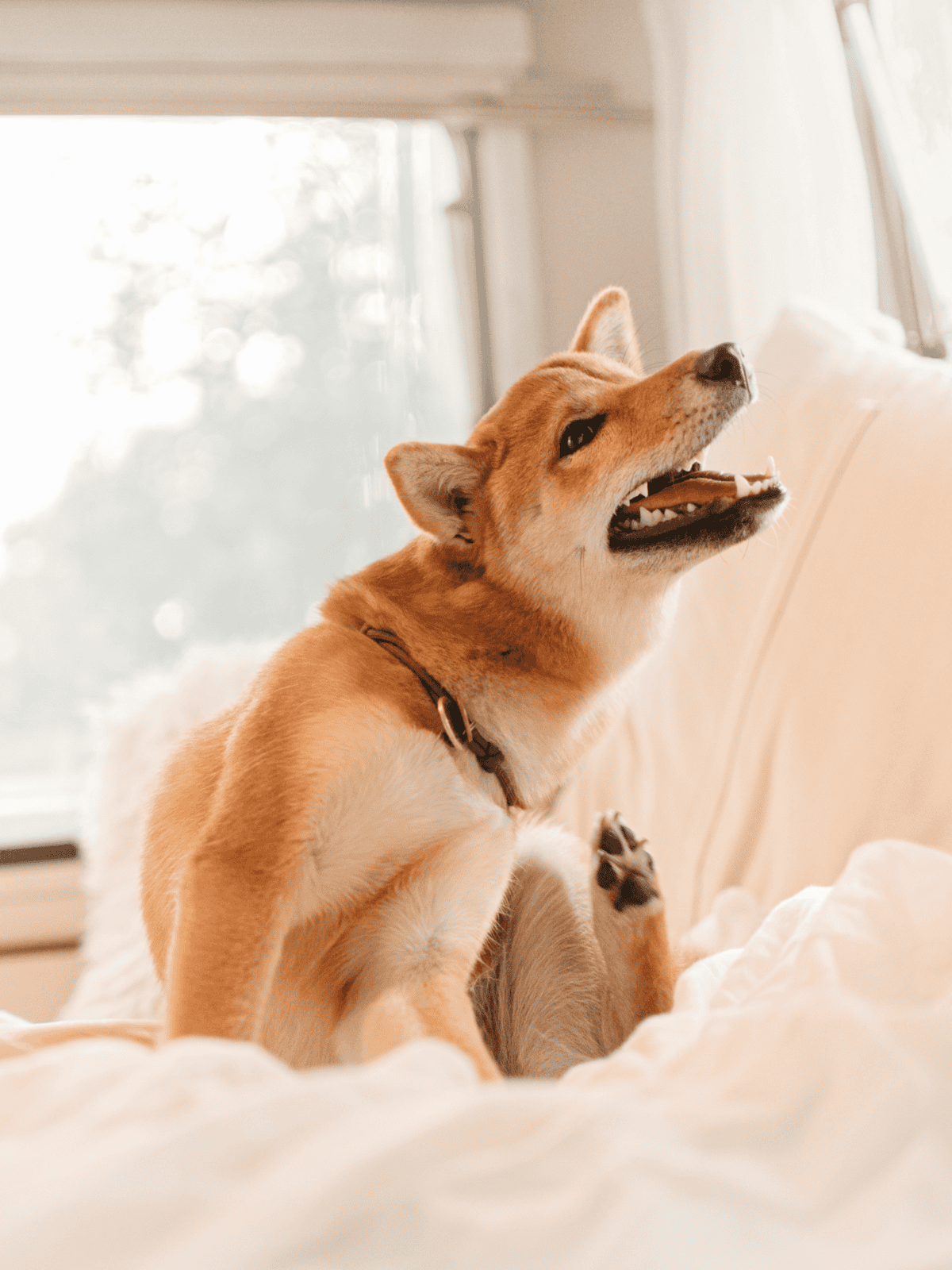 Adorable dog smiling, sitting on cozy bed near window indoors.