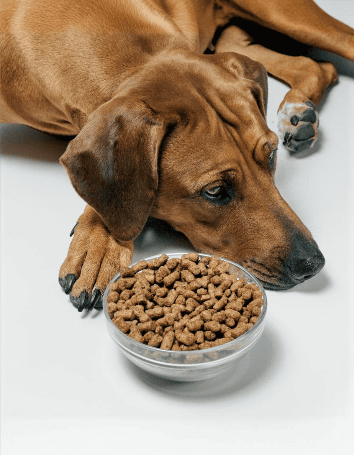 A puppy dog lying down with a bowl of nutritious dry dog food on a white background.