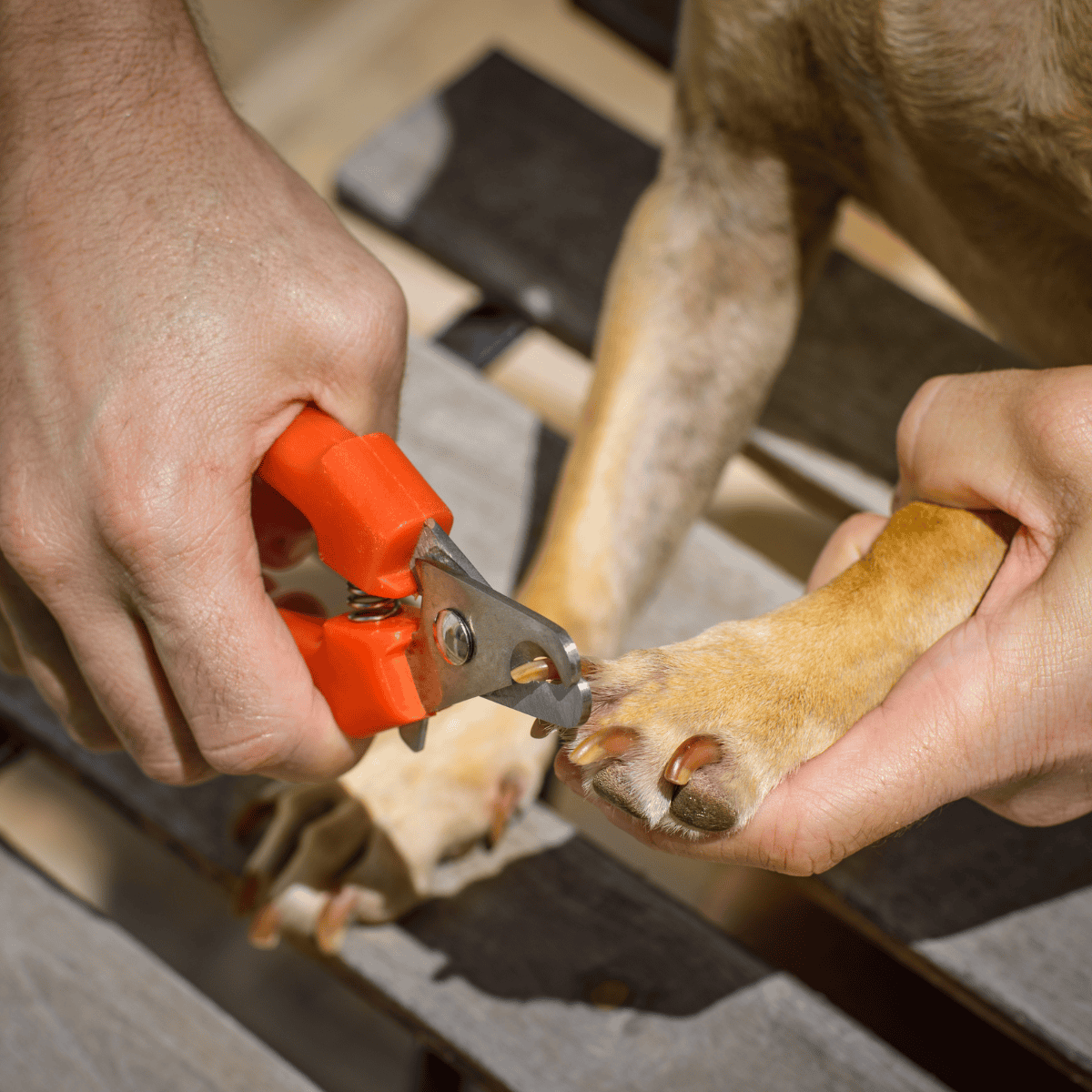 Close-up of trimming dog's nails with nail clippers for pet grooming.