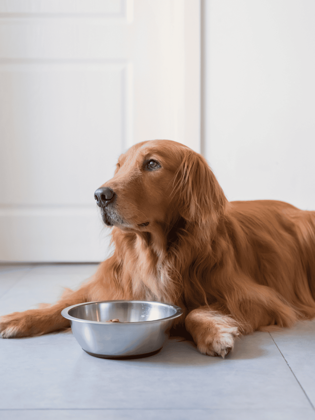 Alt text: Golden retriever lying on floor with empty food bowl in front of it.