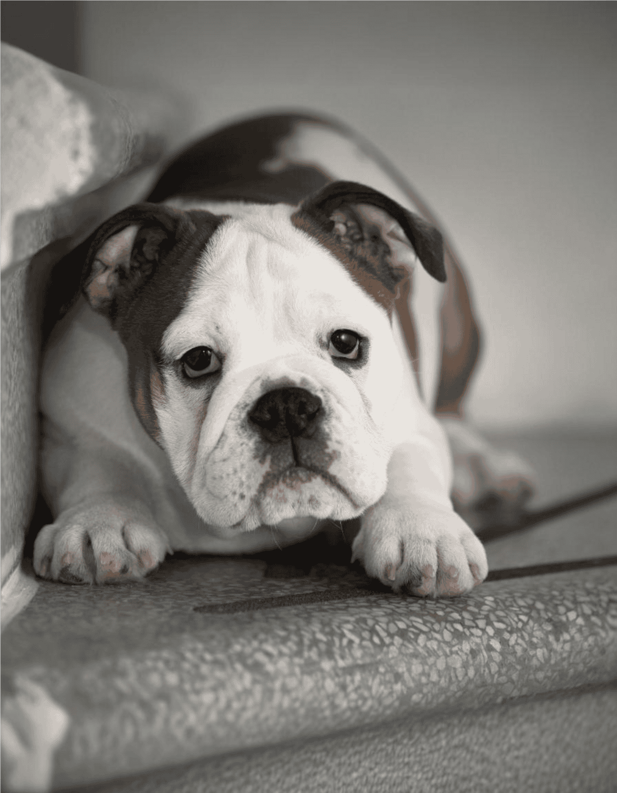 Adorable bulldog puppy resting on couch, black and white, cute dog image, pet care, dog grooming, dog health, pet adoption.