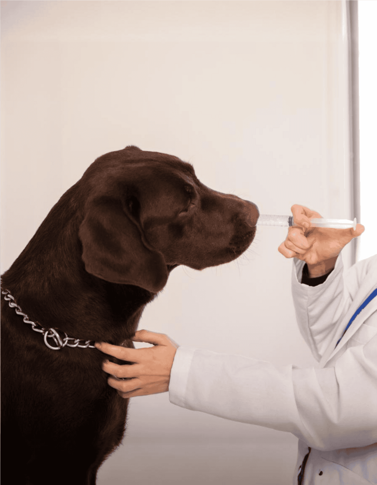 Dog getting medical examination and nutrition advice from veterinarian.